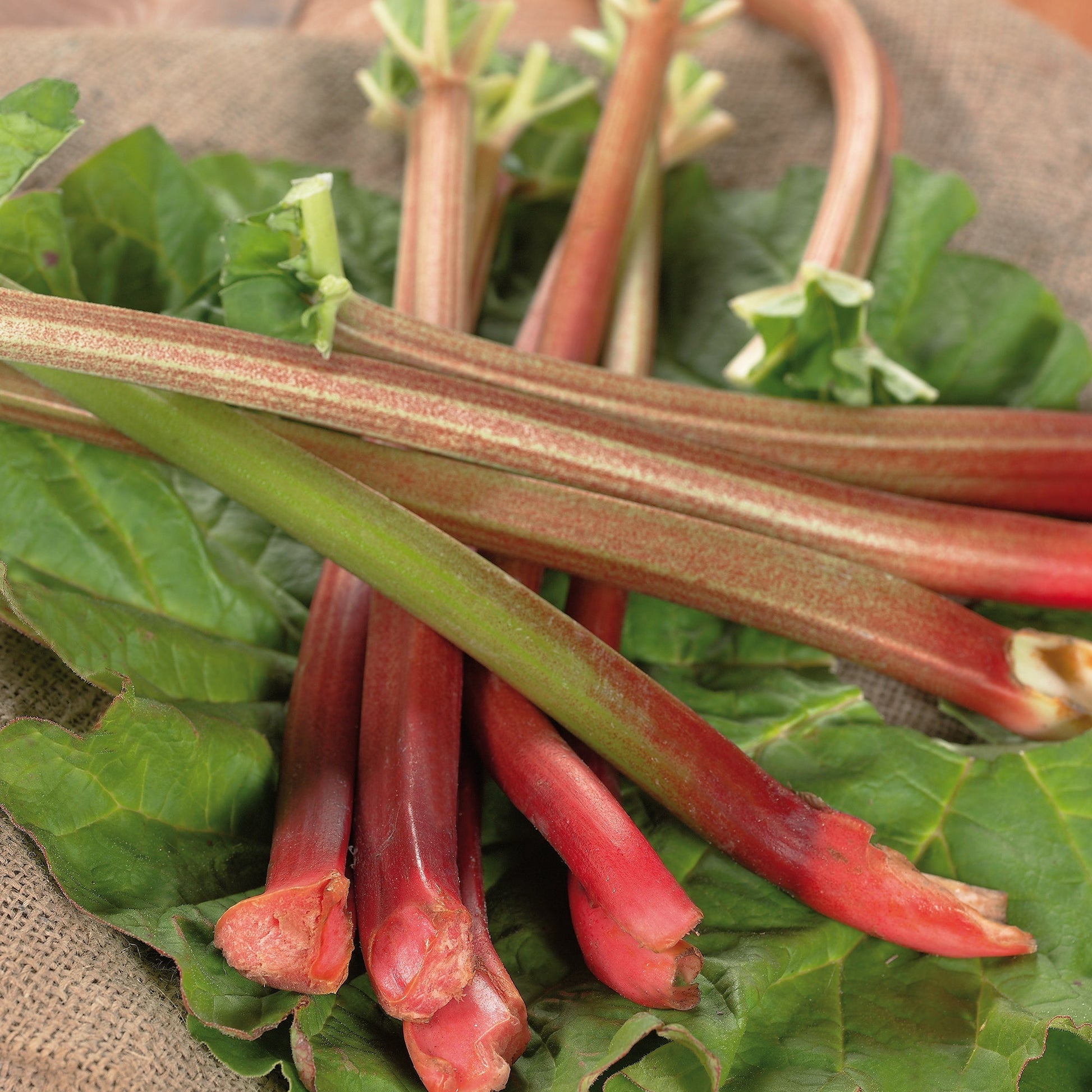 Rhabarber 'Red Champagne'