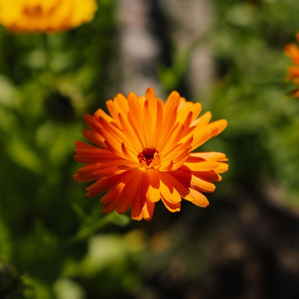 Ringelblumensamen - 70 Biosamen