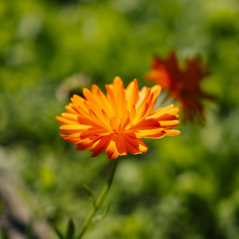 Ringelblumensamen - 70 Biosamen