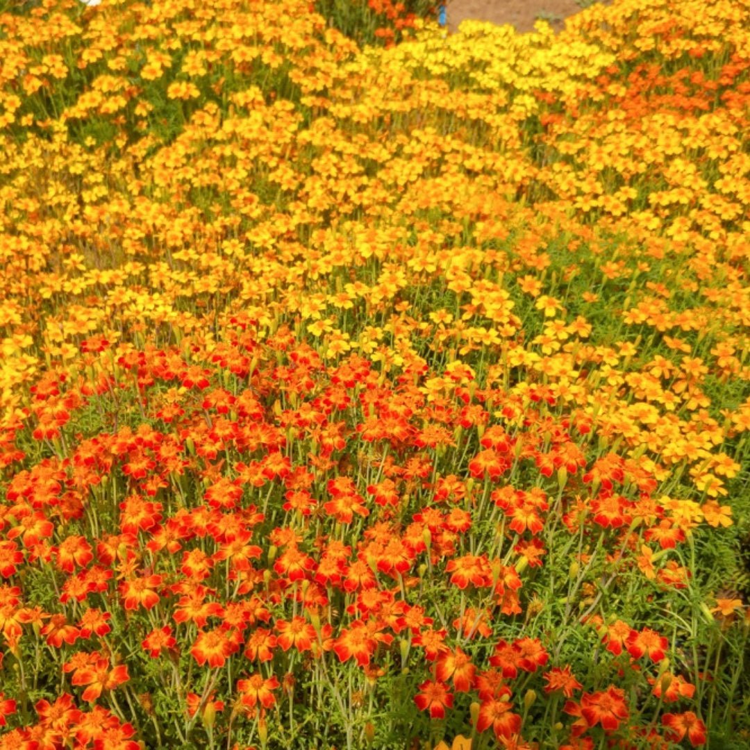 Ringelblumensamen 'French Marigold, Mixed' - 75 Biosamen