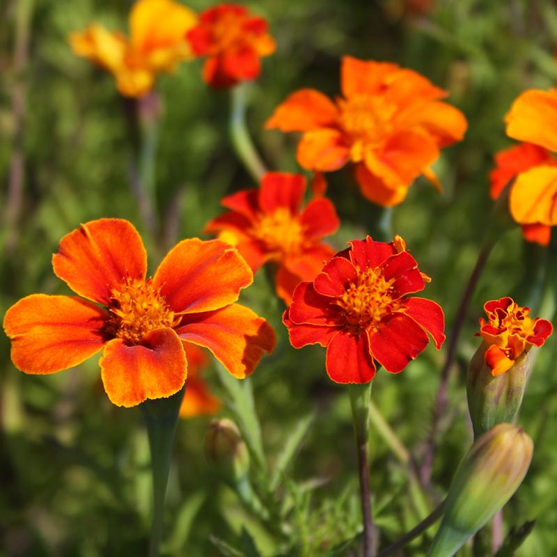 Ringelblumensamen 'French Marigold, Wild' - 75 Biosamen