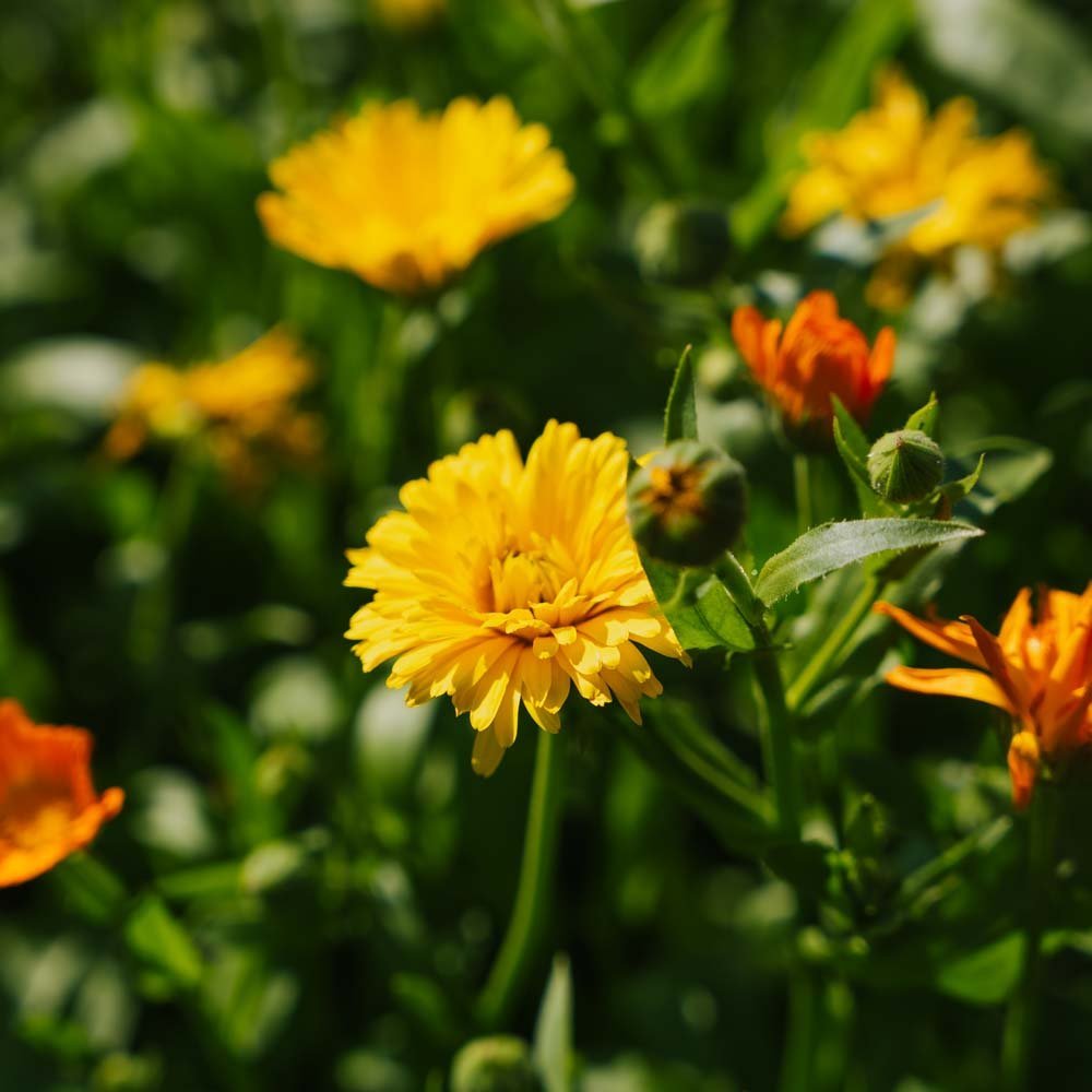 Ringelblumensamen 'Mix' - 70 Biosamen