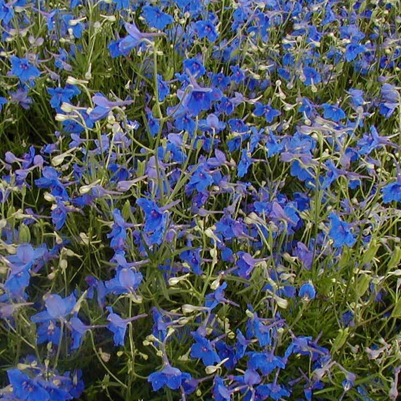 Rittersporn Samen 'Siberian Larkspur' - 250 Biosamen