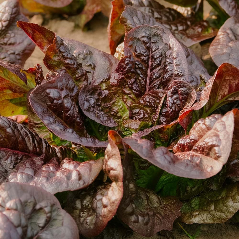 Romanasalat Samen 'Little Leprechaun' - 300 Biosamen