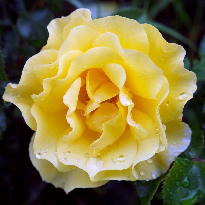 Rose 'Goldfassade'
