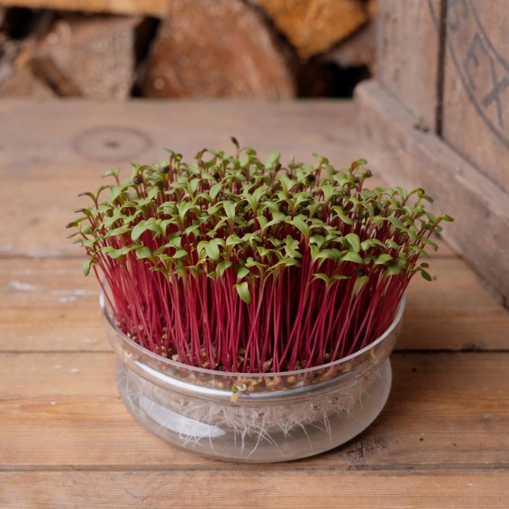 Rote Bete Microgreens Samen - 1600 Biosamen