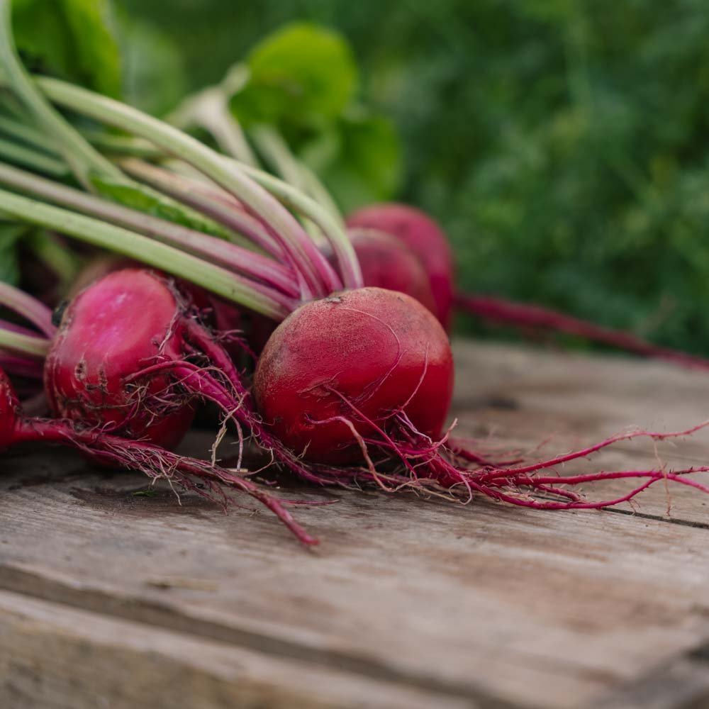 Rote Bete Samen 'Chioggia' - 50 Biosamen
