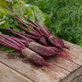 Rote Bete Samen 'Cylindra' - 50 Biosamen