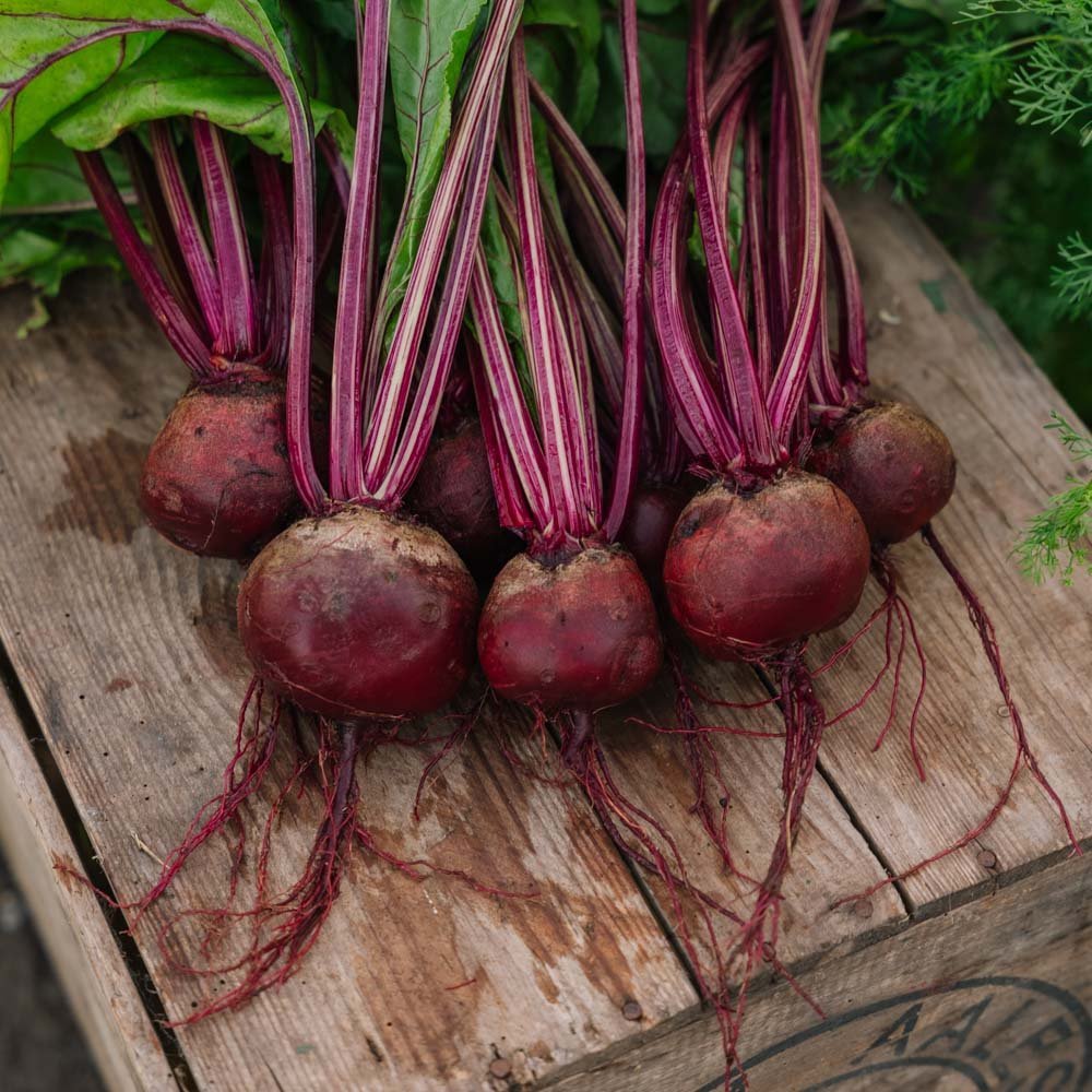 Rote Bete Samen 'Detroit 2' - 50 Biosamen