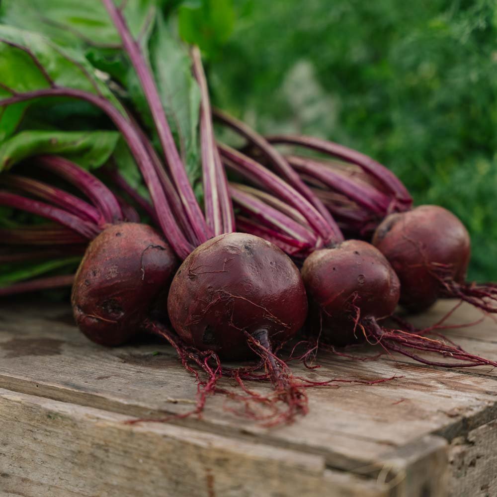 Rote Bete Samen 'Detroit 2' - 50 Biosamen