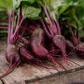 Rote Bete Samen 'Foniro' - 50 Biosamen