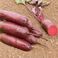 Rote Bete Samen 'Foniro' - 50 Biosamen