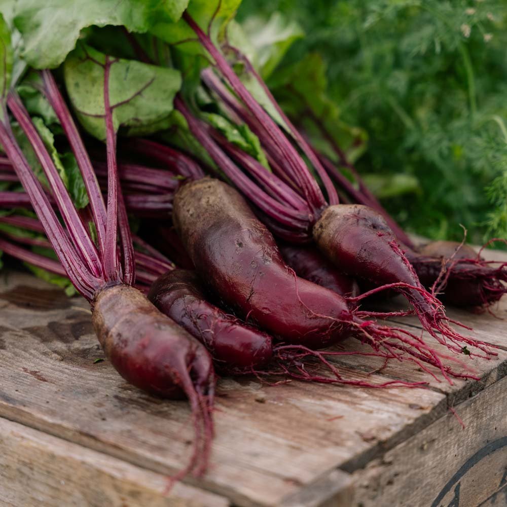 Rote Bete Samen 'Foniro' - 50 Biosamen