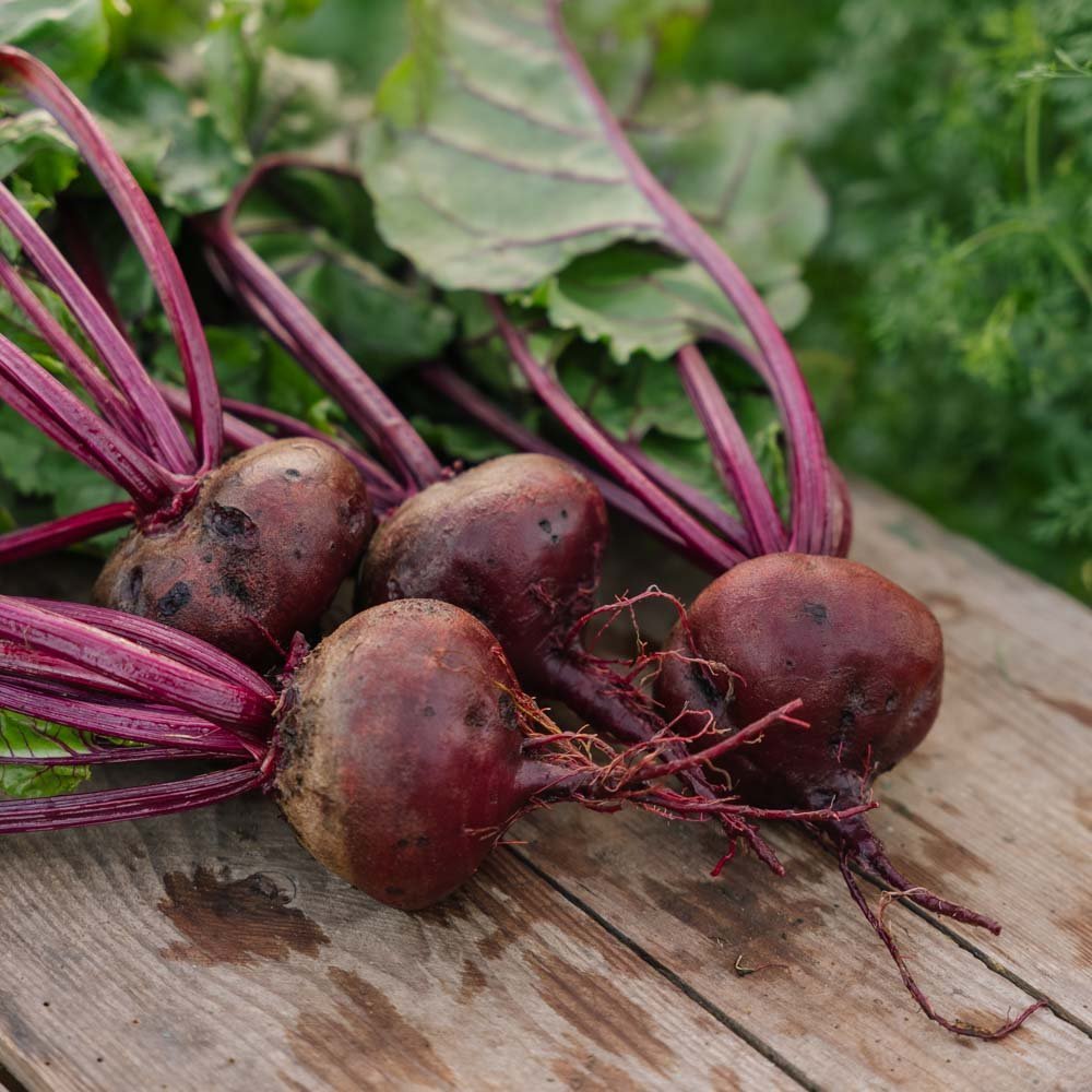 Rote Bete Samen 'Platronde' - 50 Biosamen