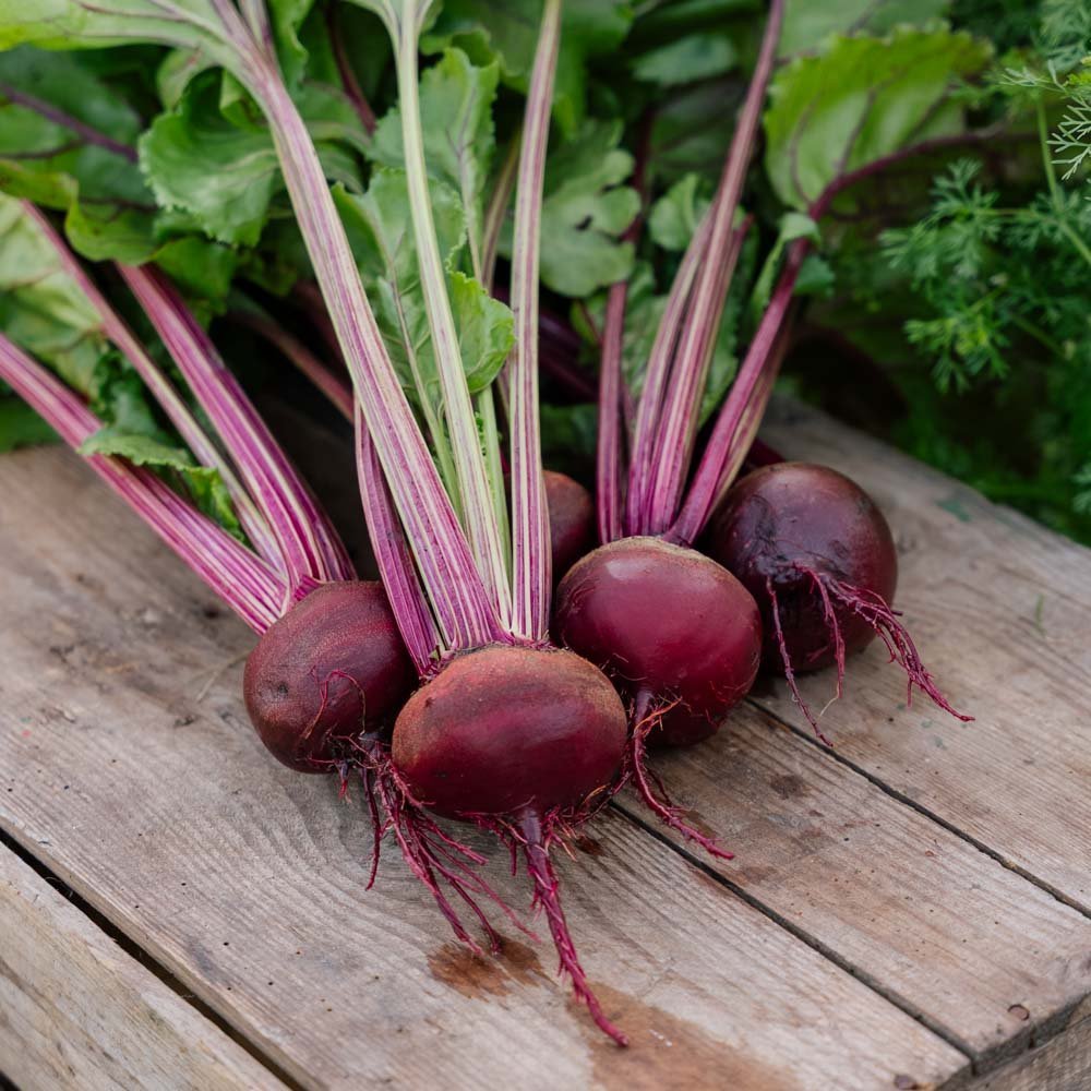 Rote Bete Samen 'Rouschka' - 50 Biosamen