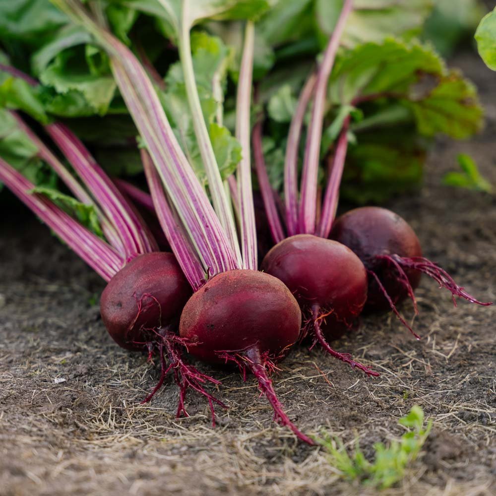 Rote Bete Samen 'Rouschka' - 50 Biosamen