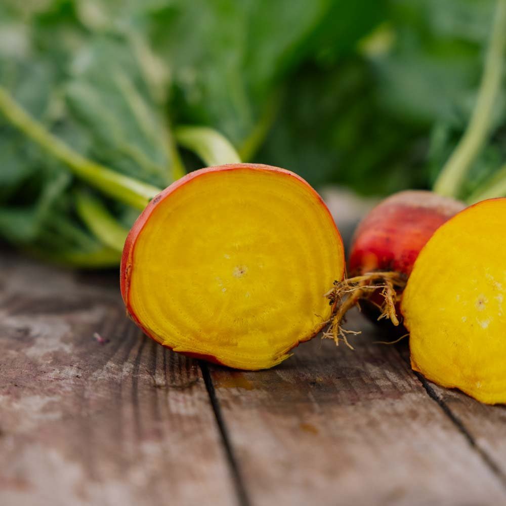 Rote Bete Samen 'Wintersonne' - 50 Biosamen