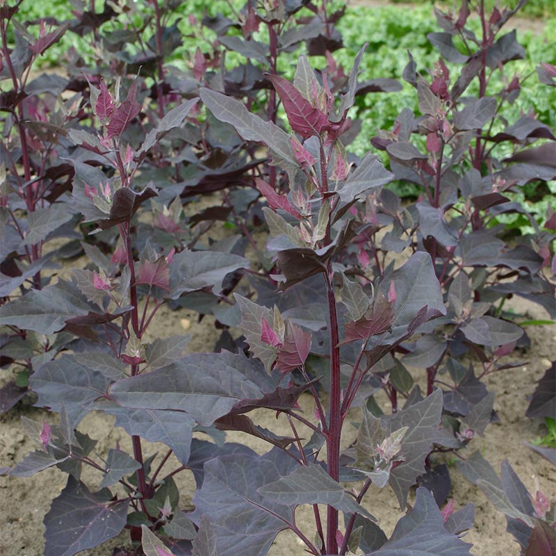 Rote Gartenmelde - 100 Biosamen