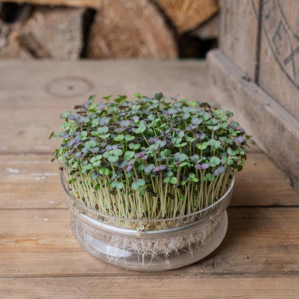 Rote Komatsuna Microgreens Samen - 7100 Biosamen