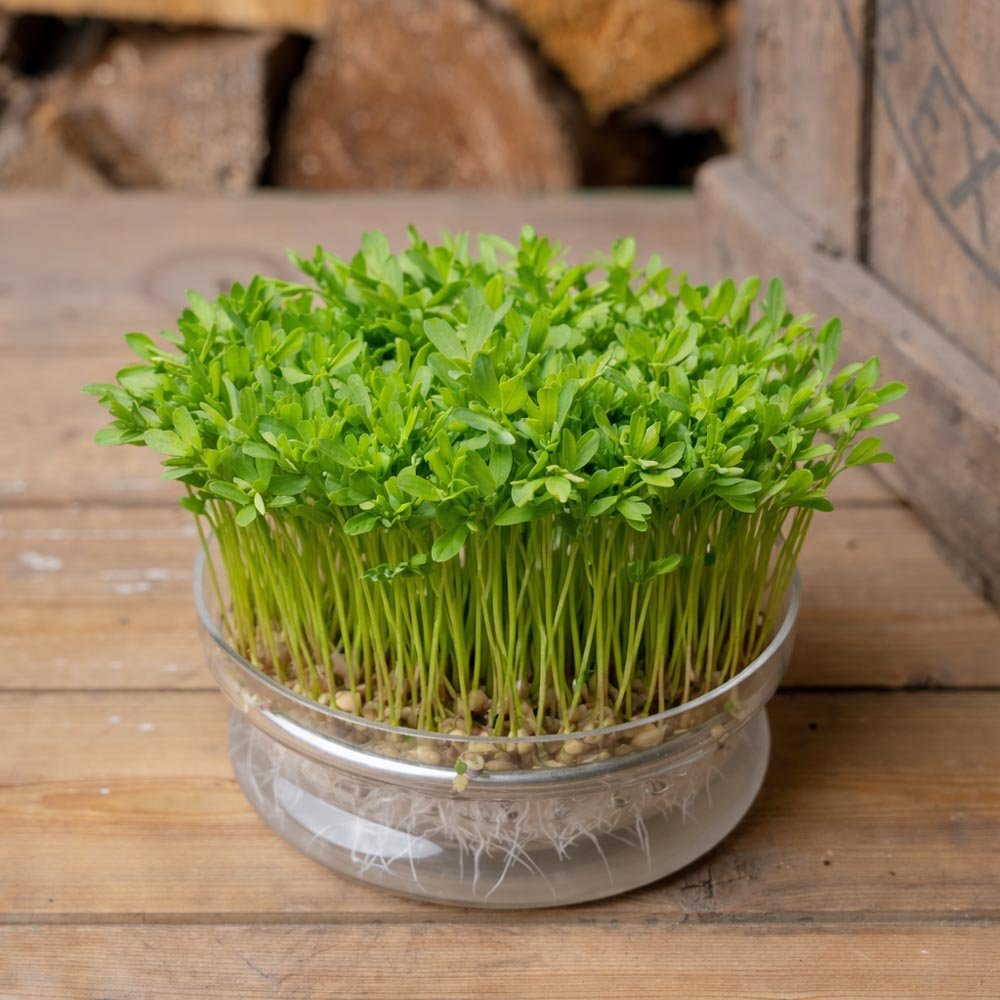 Rote Linsen Microgreens Samen - 500 Biosamen