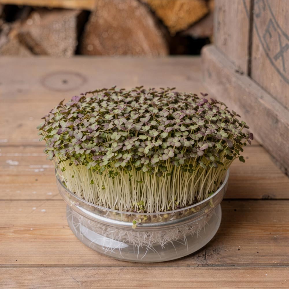 Rote Mizuna Microgreens Samen - 9300 Biosamen