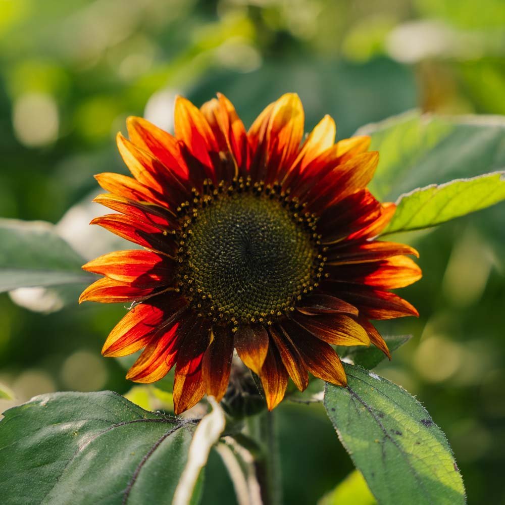 Rote Sonnenblume Samen - 20 Biosamen
