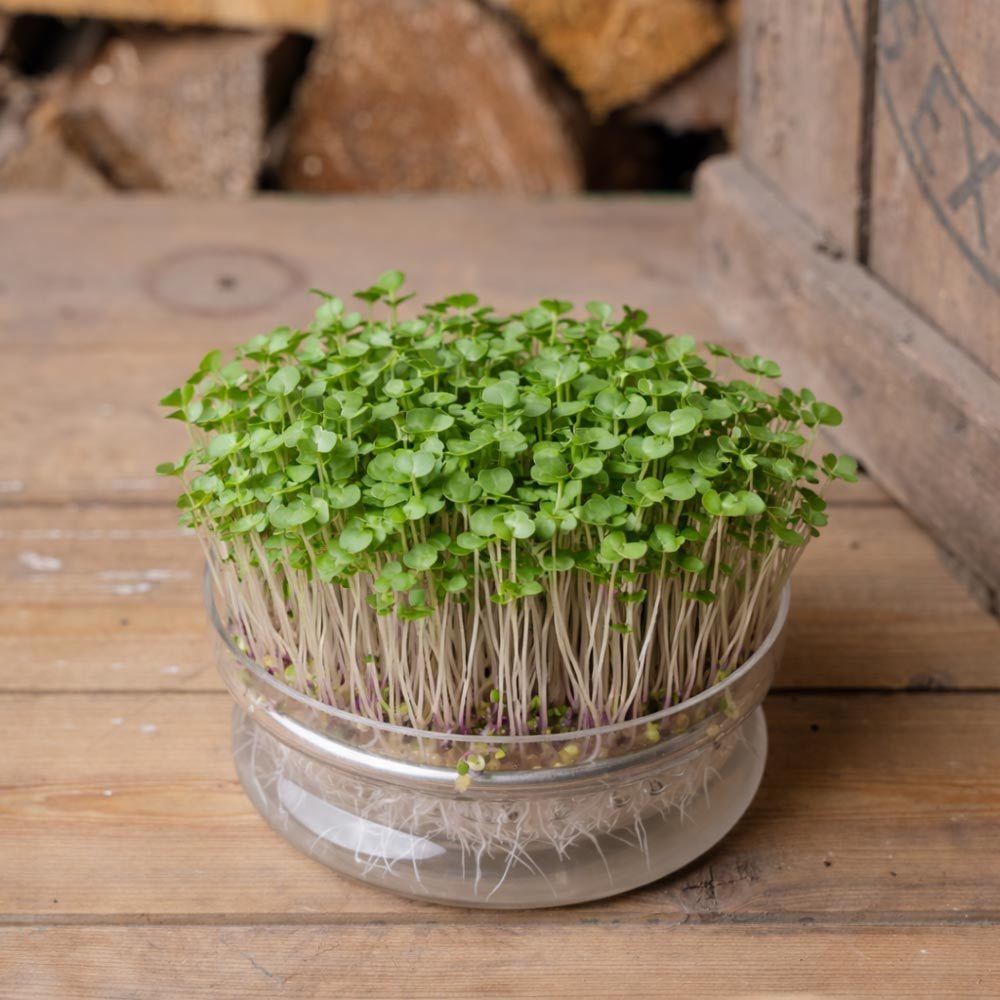 Roter Russischer Grünkohl Microgreens Samen - 5000 Biosamen