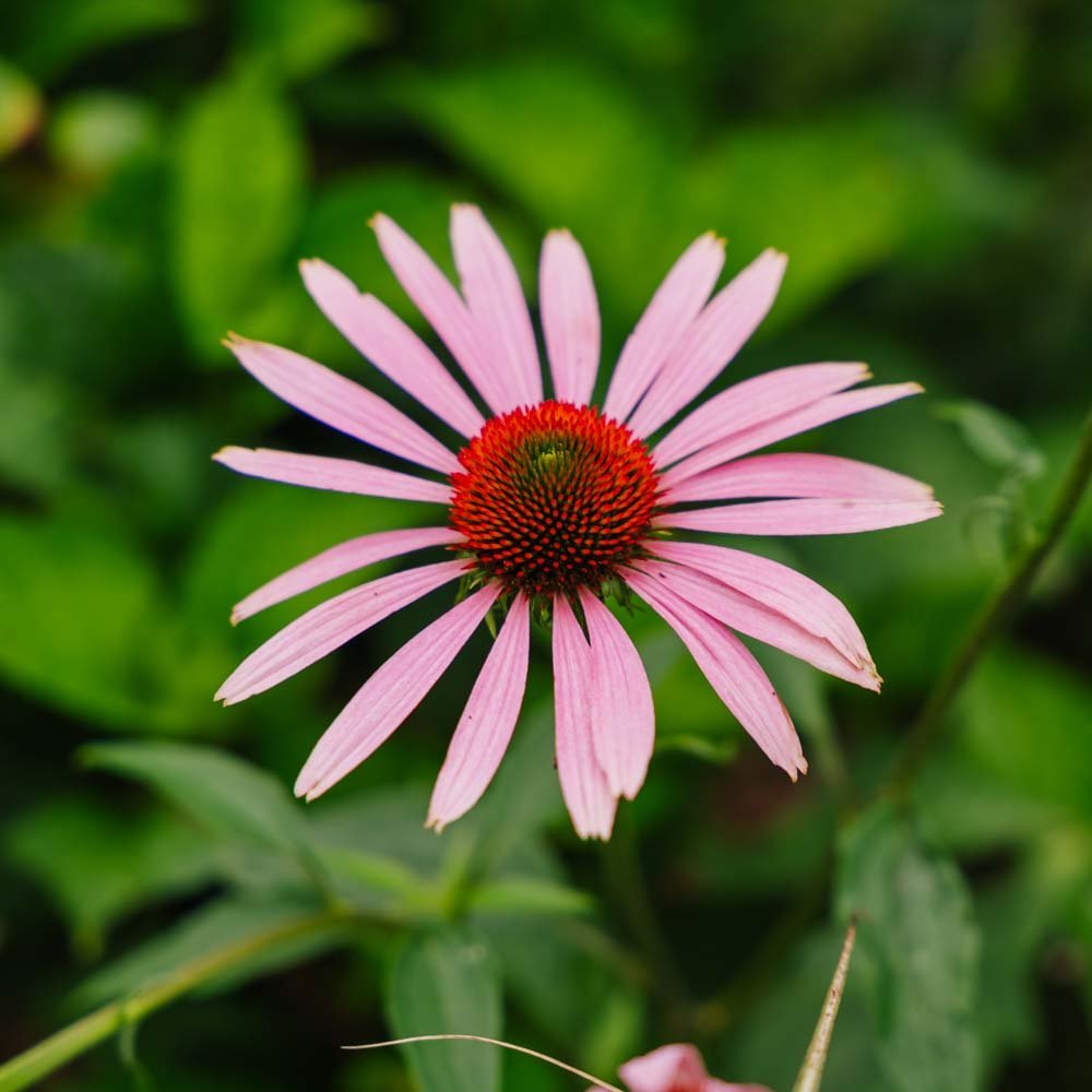 Roter Sonnenhut Samen - 90 Biosamen