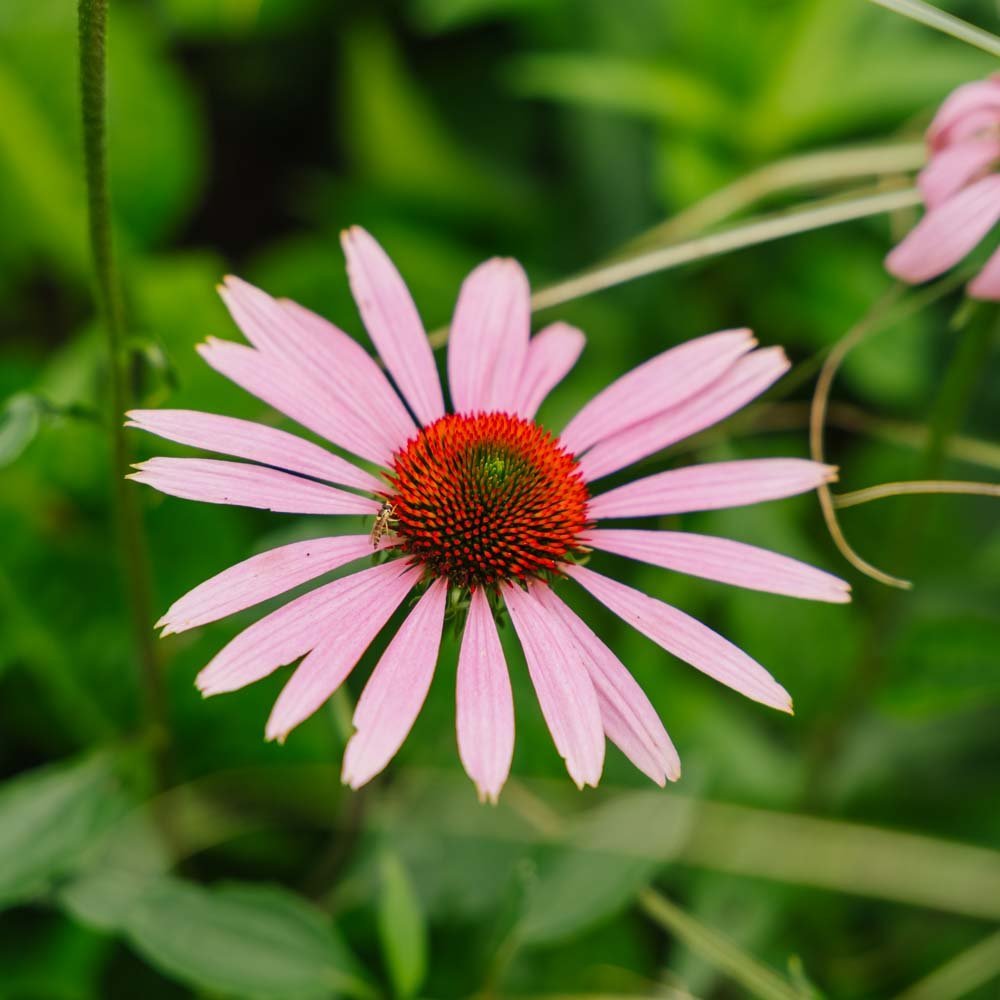 Roter Sonnenhut Samen - 90 Biosamen