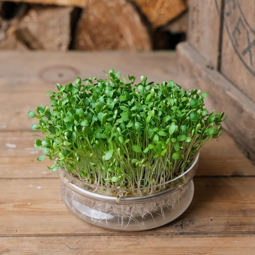 Rotklee Microgreens Samen - 2700 Biosamen