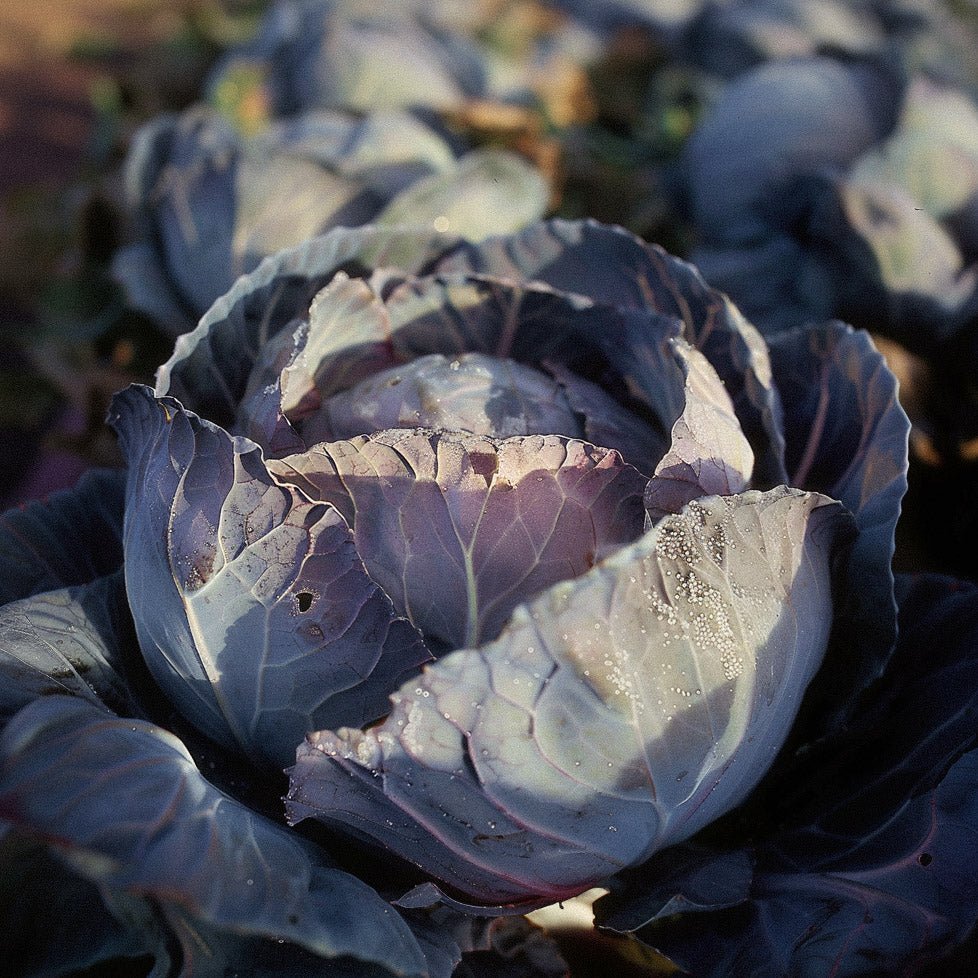 Rotkohl Samen 'Langedijker Bewaar 2' - 80 Biosamen