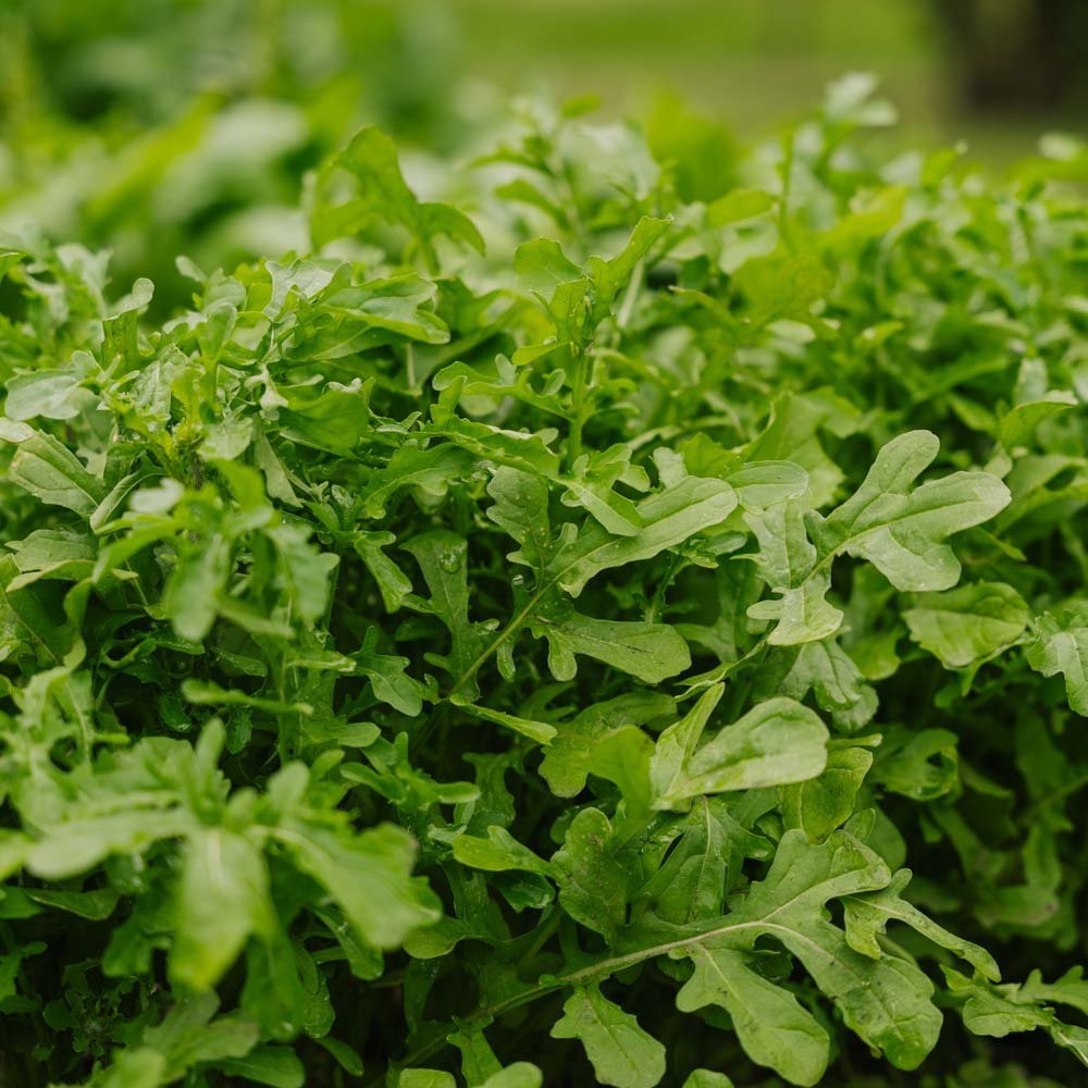 Rucola Samen 'Esmee' - 300 Biosamen