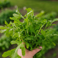 Rucola Samen 'Esmee' - 300 Biosamen