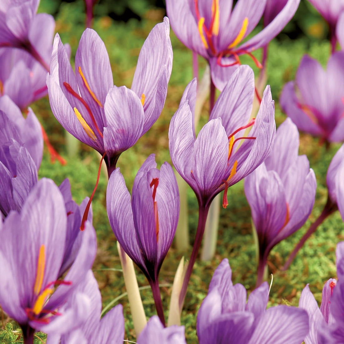 Safran krokus 'Crocus sativus'