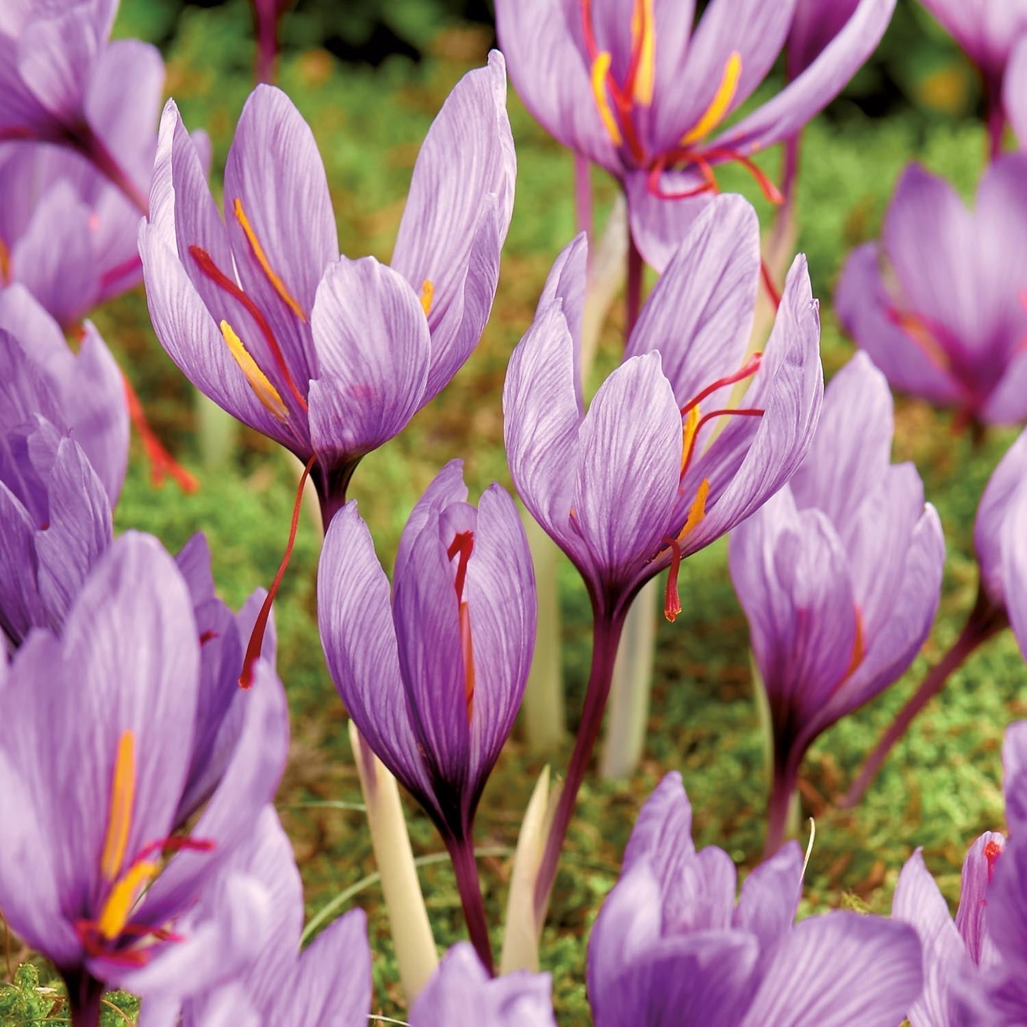 Safran krokus 'Crocus sativus'