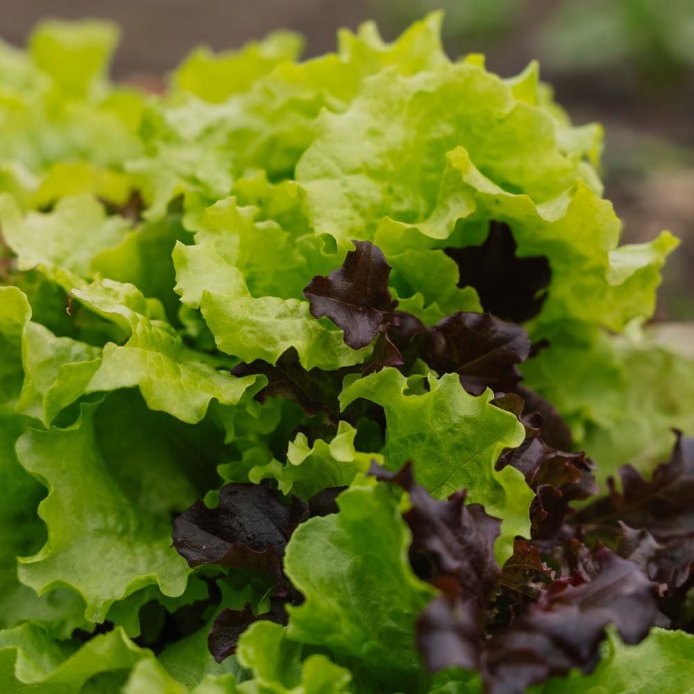 Salat Samen 'Mesclun' - 140 Biosamen