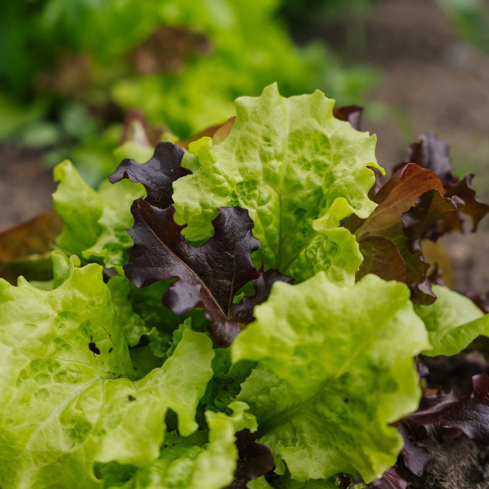 Salat Samen 'Mesclun' - 140 Biosamen