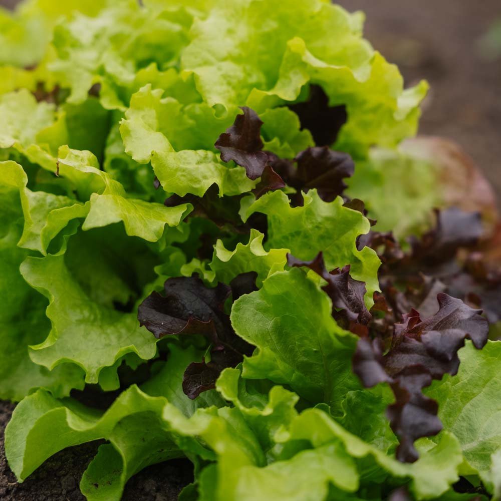 Salat Samen 'Mesclun' - 140 Biosamen