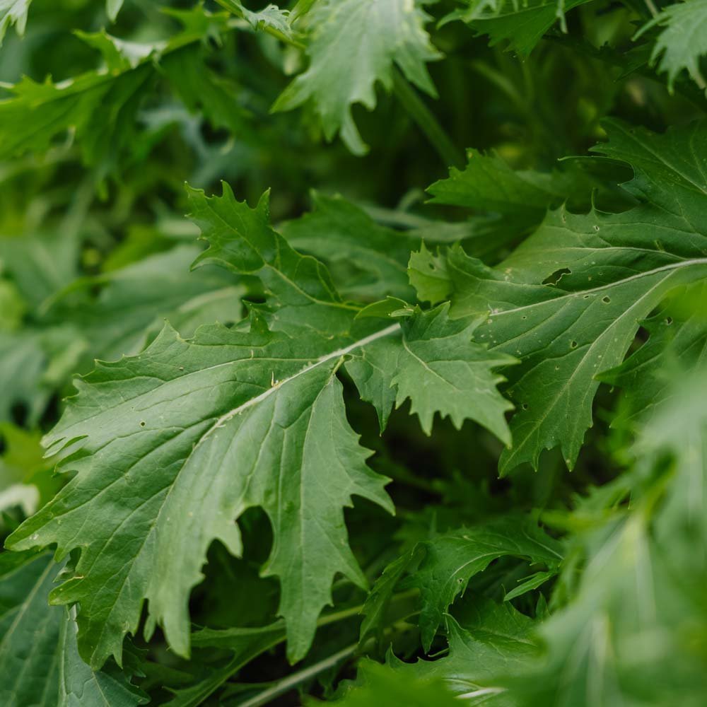 Salat Samen 'Mizuna' - 100 Biosamen