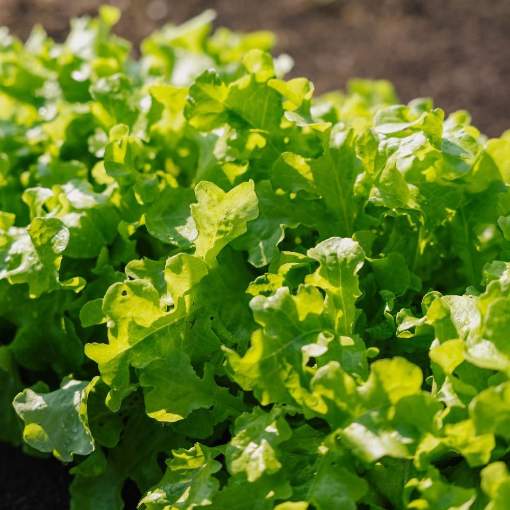 Salat Samen 'Salad Bowl' - 100 Biosamen