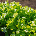 Salat Samen 'Salad Bowl' - 100 Biosamen
