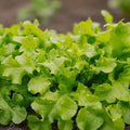 Salat Samen 'Salad Bowl' - 100 Biosamen