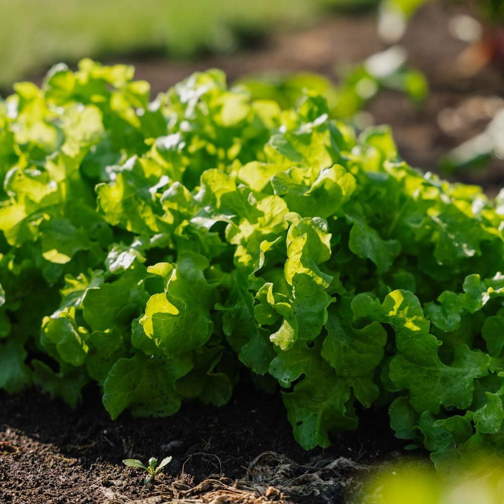 Salat Samen 'Salad Bowl' - 100 Biosamen