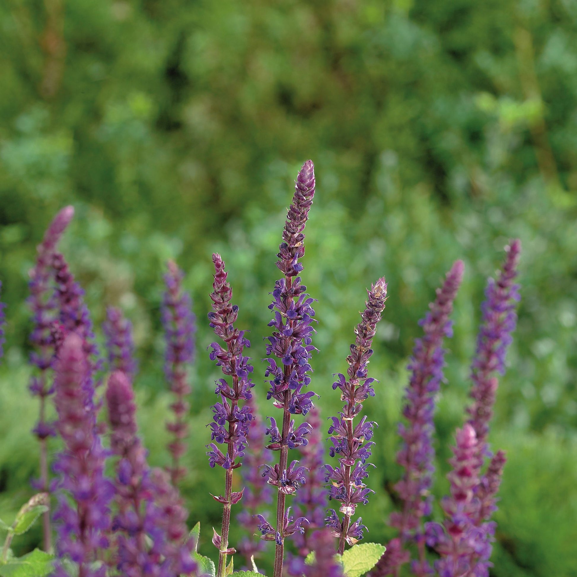 Salbei, Salvia 'Caradonna'