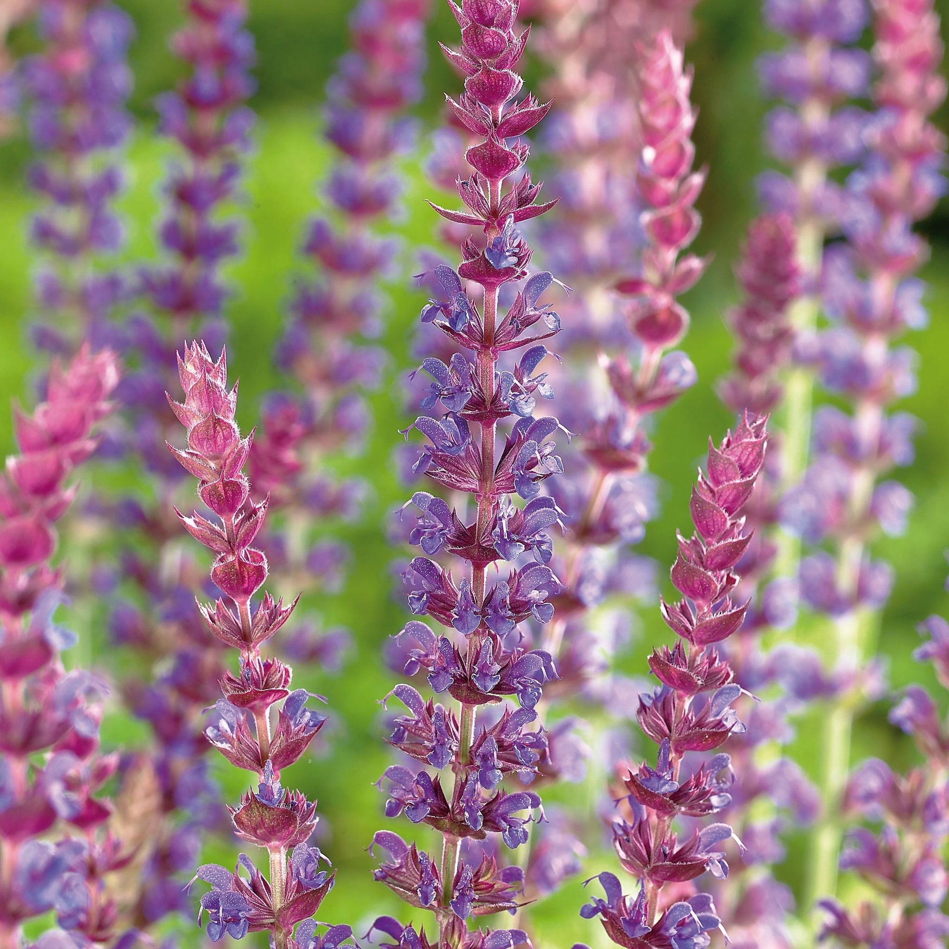 Salbei, Salvia 'Ostfriesland'