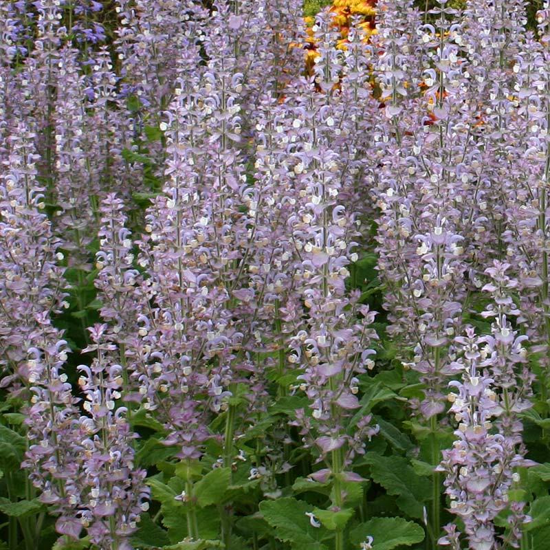 Salbei Samen 'Biennial Clary Sage' - 25 Biosamen