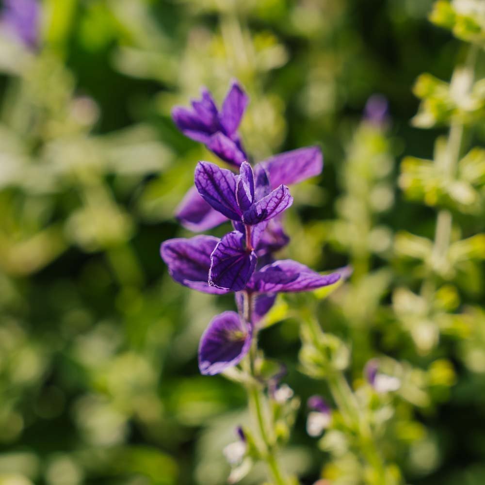 Salbei Samen 'Purple' - 50 Biosamen