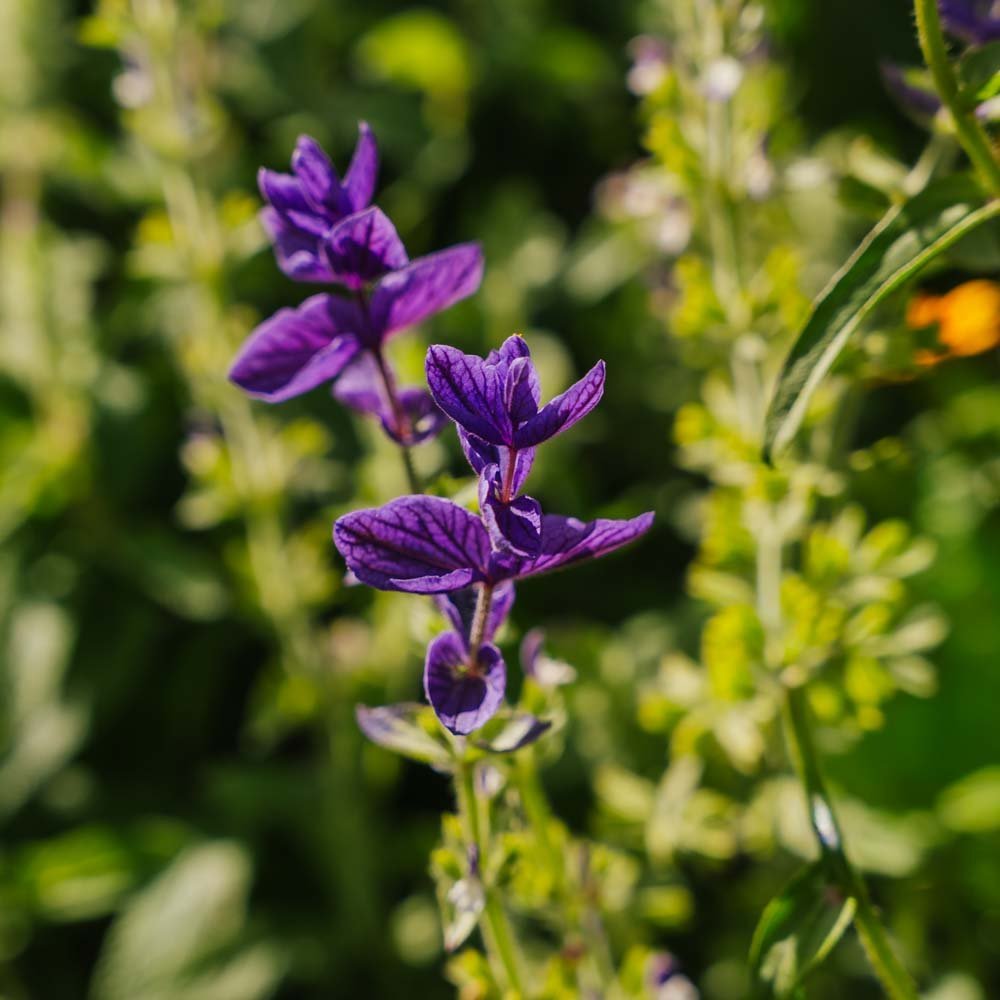 Salbei Samen 'Purple' - 50 Biosamen