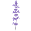 Salbei wurzelnackt / Salvia