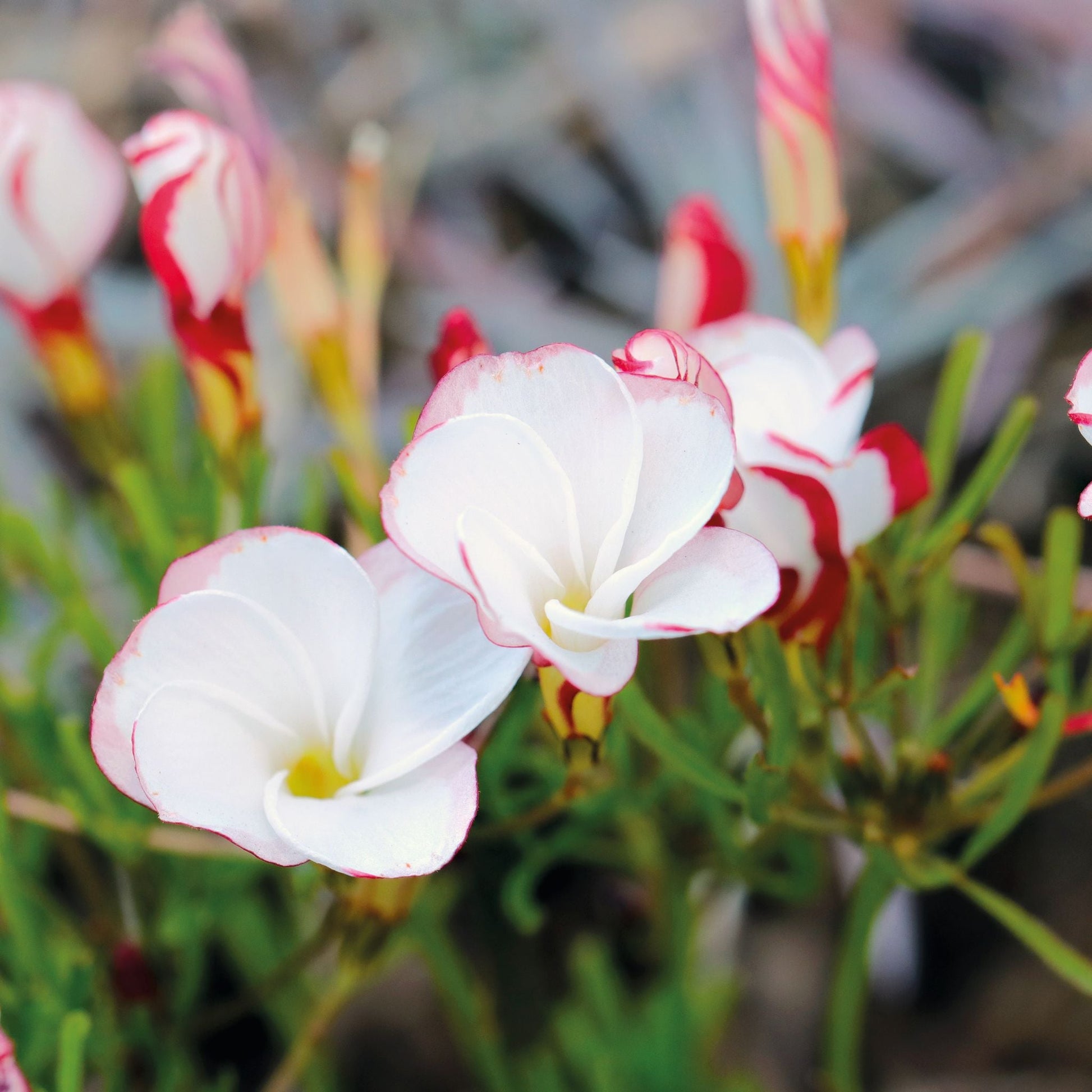 Sauerklee, Oxalis 'Versicolor'